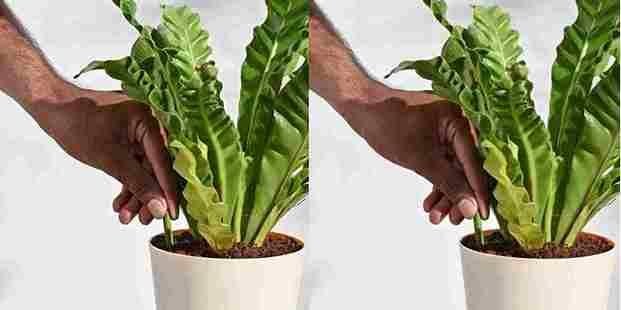 Plant Grow Fertilizer Sticks For Plants - 25 Stick Pack of 2